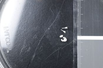 Media type: image;   Malacology 45303 Description: Preserved specimen.;